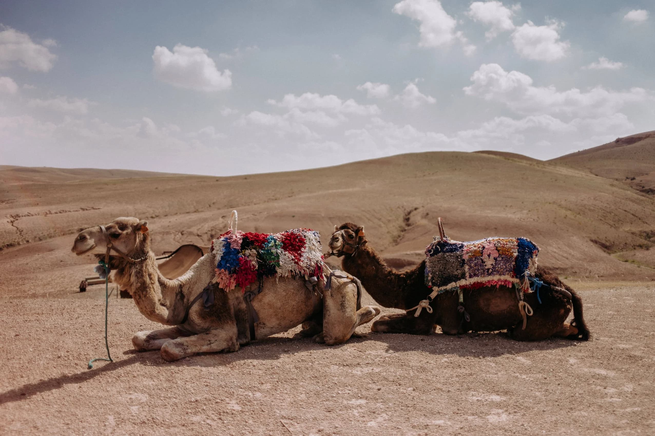 Two camels with colourful woven saddle blankets resting on the stony ground of the Agafay Desert, bare rolling hills behind